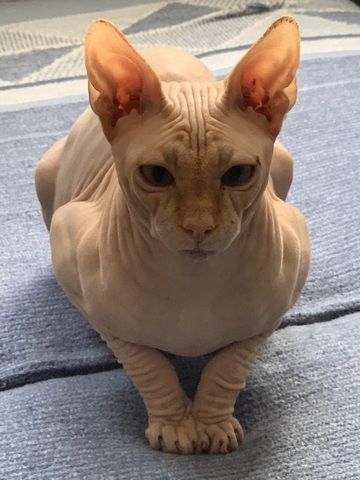 Don Sphinx Deckkater