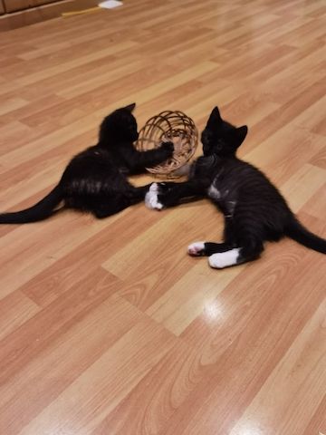 Katzenbabys suchen Kuschelkörbchen