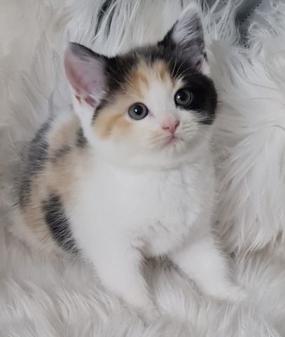 BKH Britisch kurzhaar Mix Kitten abholbereit zu verkaufen.