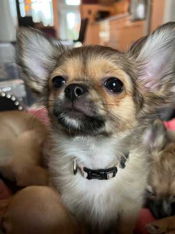 Reinrassiger Chihuahua Welpe Rüde langhaar Sofort Abgabebereit