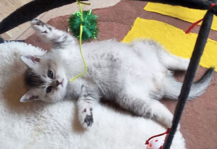 verschmuste, super süße BKH Britisch Kurzhaar Kitten abzugeben