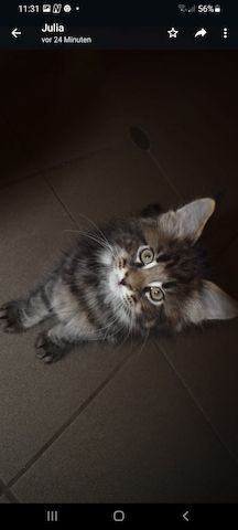 4 reinrassige Maine Coon Kitten suchen ein neues Heim