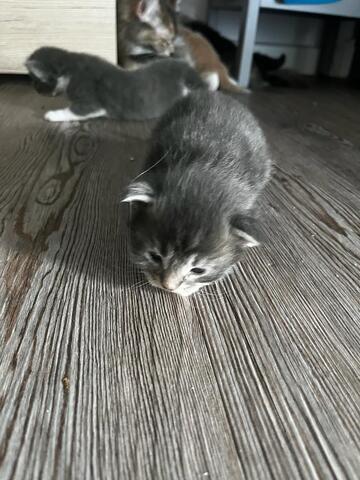 Maine Coon Katzenbaby Kitten