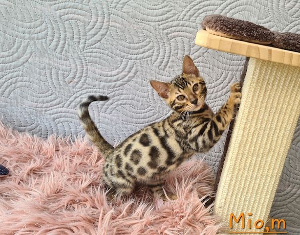 Wunderschöne Bengal Kitten gechipt geimpft mit Stammbaum