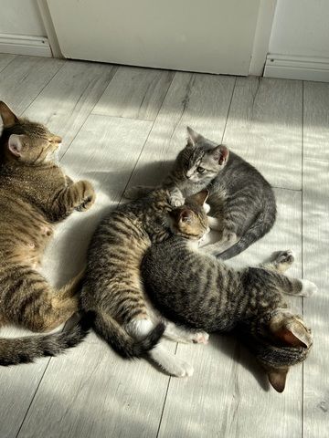 Vier fröhliche Kitten wegzugeben :)
