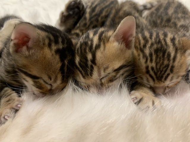 Bengal Kitten reinrassig Katze