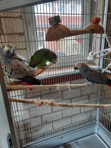 Vogel Papageien