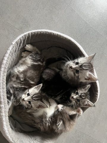 Maine Coon Mix Kitten