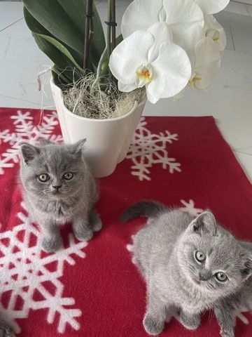 BKH Kitten mit Stammbaum