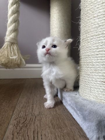 Ragdoll Kater 4 Jungs blaue Augen