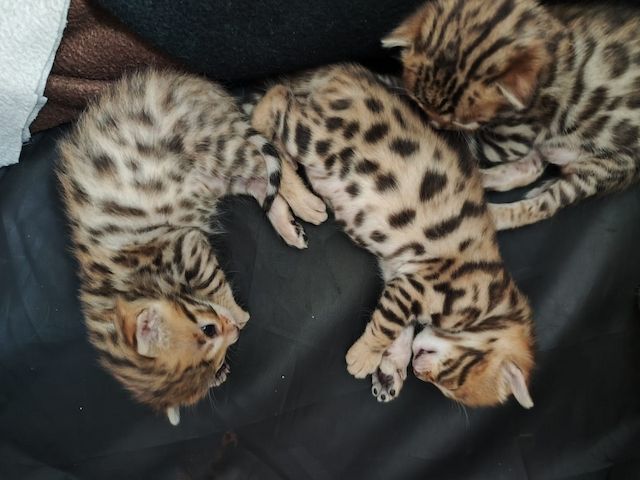 Bengal Kitten zu verkaufen