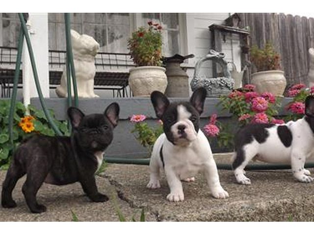 Französische Bulldoggen Welpen suchen ihre Familie