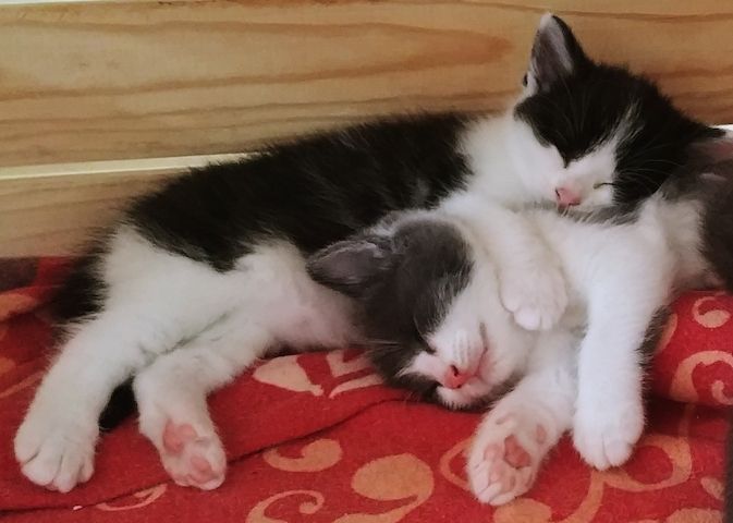 2 zuckersüße Kitten - Babykater