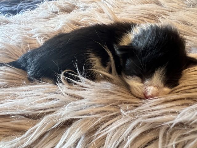 Maine Coon Kitten