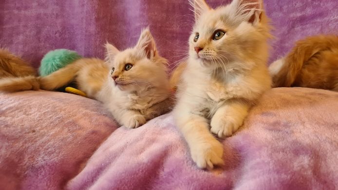 Maine Coon Kitten Katzenbabys