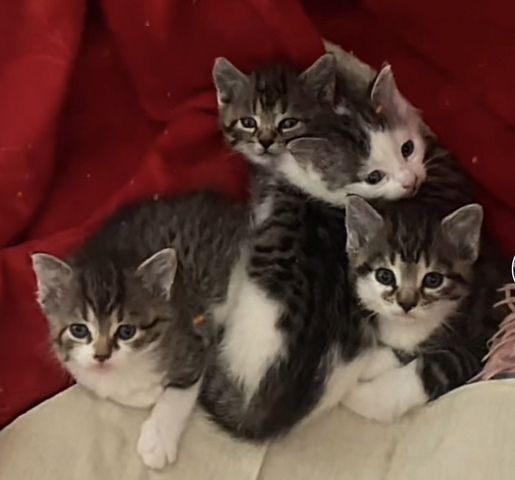 Kitten suchen dringend ein neues Zuhause