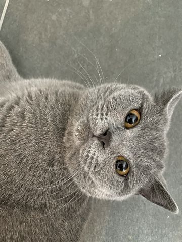 BKH Britisch Kurzhaar Katze blue