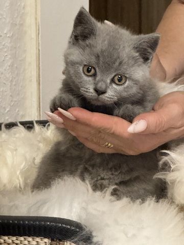 BKH Kitten Britisch Kurzhaar Katze Kater Kätzchen Blau Grau Beige Creme