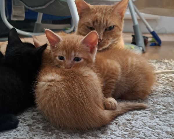 5 Süße Katzenbabys