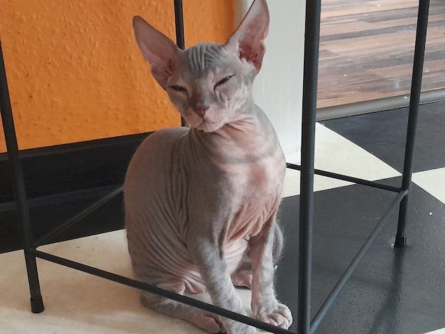 Don Sphynx Kitten abgabebereit