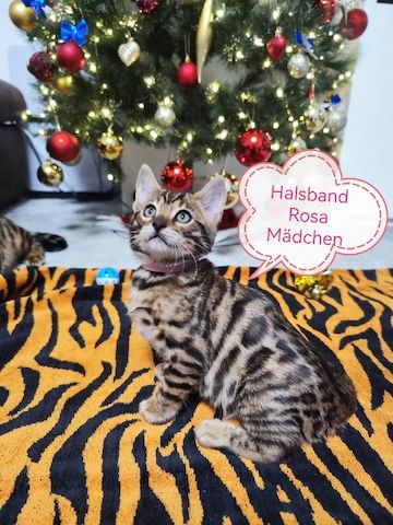 Wunderschöne Bengal Kitten