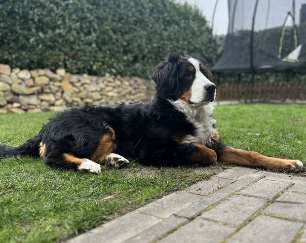 Berner Sennenhund 6 Mon. sucht neues Zuhause