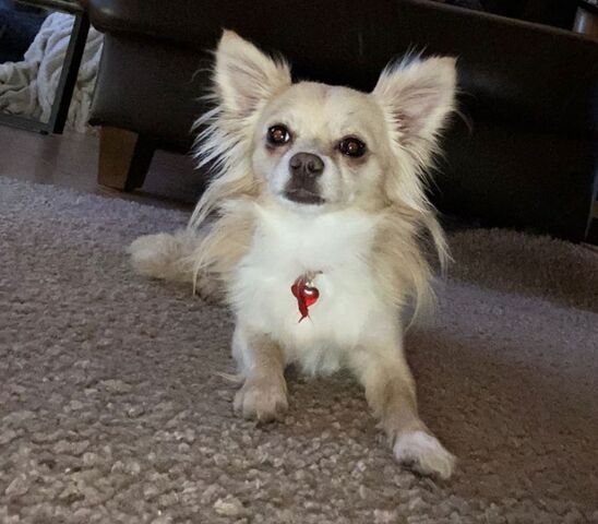 Chihuahua Rüden