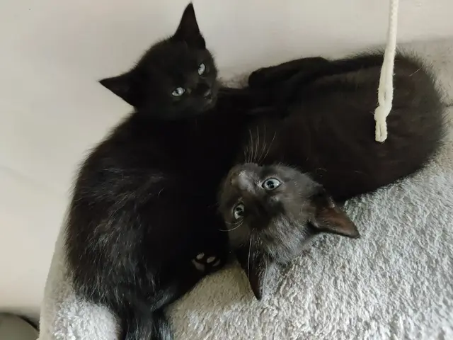 Schwarze Katerchen, Kitten, Kätzchen 12 Wochen