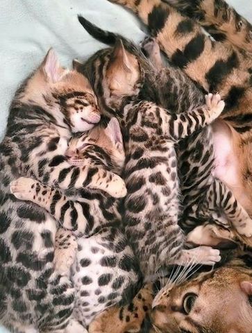 Süße Reinrassige Bengal Kitten
