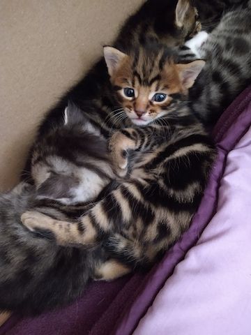 Kitten Katzenkinder Mix