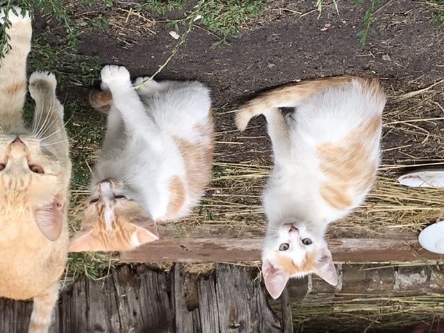 2 kleine weiß-rote Kater abzugeben