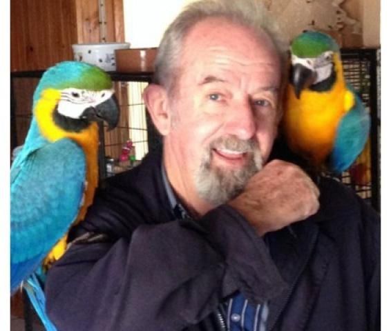 Blaue und goldene Ara Papageien,
