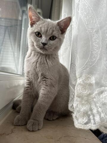 BKH kitten/ Britisch Kurzhaar Kitten -abgabebereit-