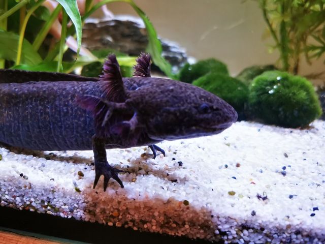 Axolotl suchen liebevolles Zuhause
