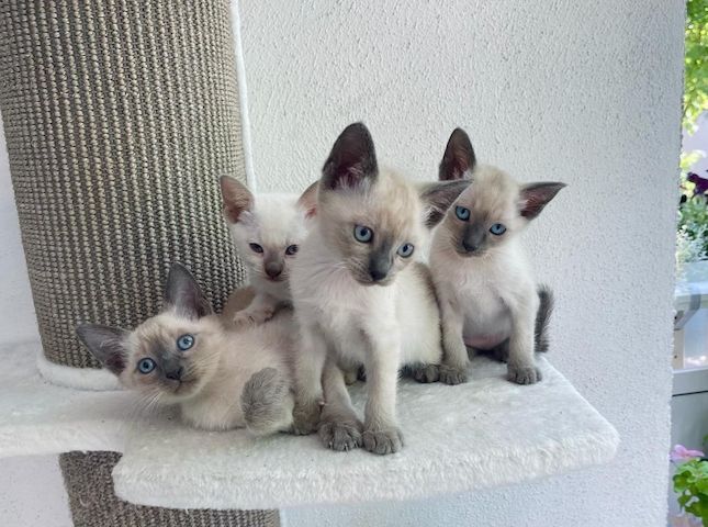 Siam Kitten