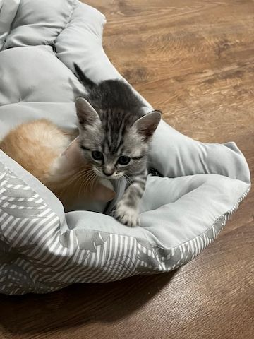 Kätzchen ab 26.06.2023 zu verkaufen für 400 Euro.