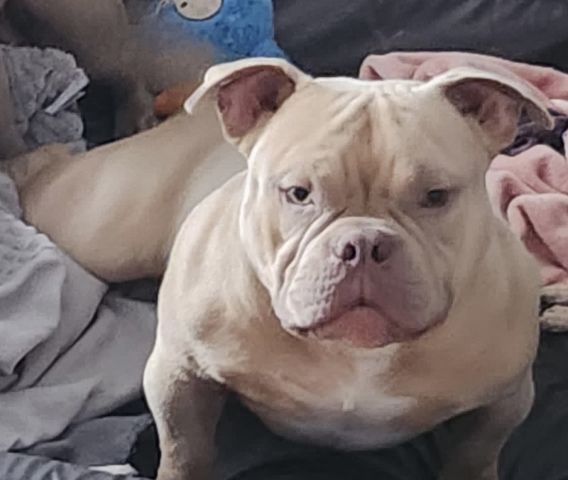 Mikro Exotic Bully Welpen ABR Papiere
