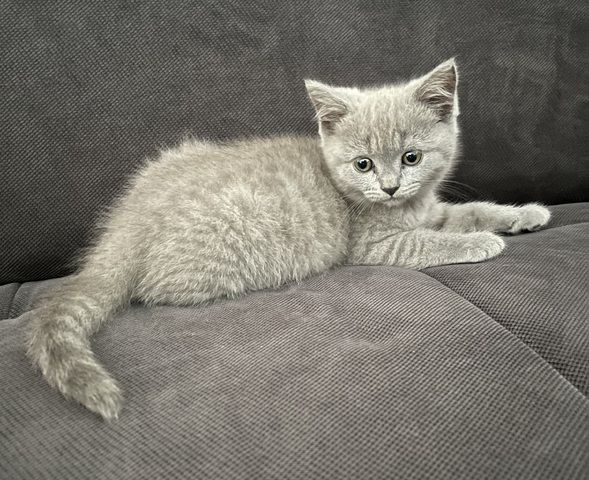 BKH Kitten grau