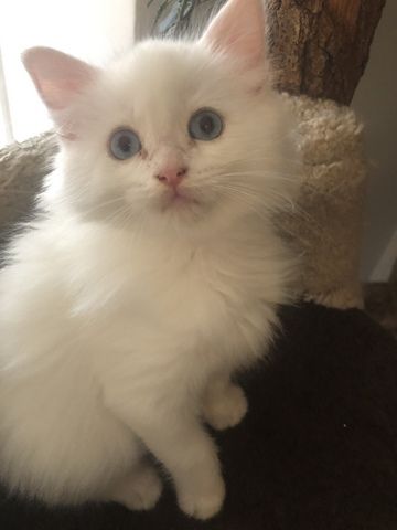 Ragdoll Kitten Kater Blue Eyed White weiß mit blauen Augen