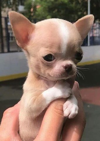 Schöne Chihuahua Welpen !