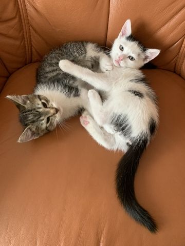 2 süße Katzenbabys (Jungen) Geschwister abzugeben