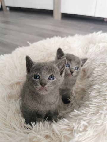 Russisch blau Kitten