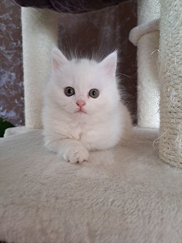 Türkish Angora - British Langhaar Kitten (weiblich)