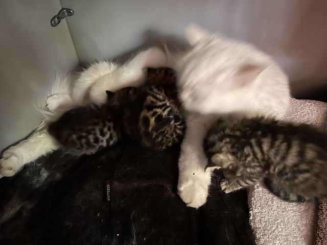 Bengal Katzen Babys