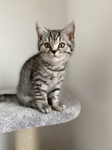 Wunderschöne Britisch Kurzhaar Kätzchen in tabby