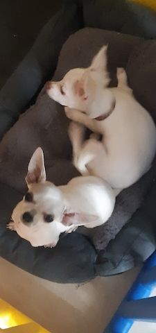 Reinrassige Chihuahua welpen