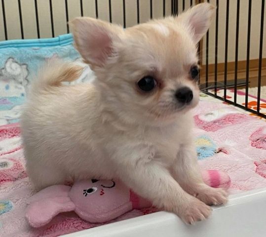 Süße Chihuahua Welpen suchen ab sofort ein schönes neues