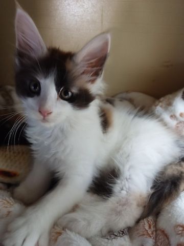 Main Coon Kitten abzugeben, geboren am 27.08.2023