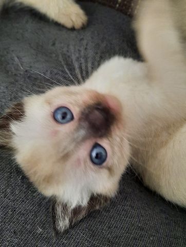 Wunderschöne reinrassige Siam Kitten