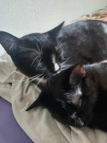 2 Junge Katzen dringend